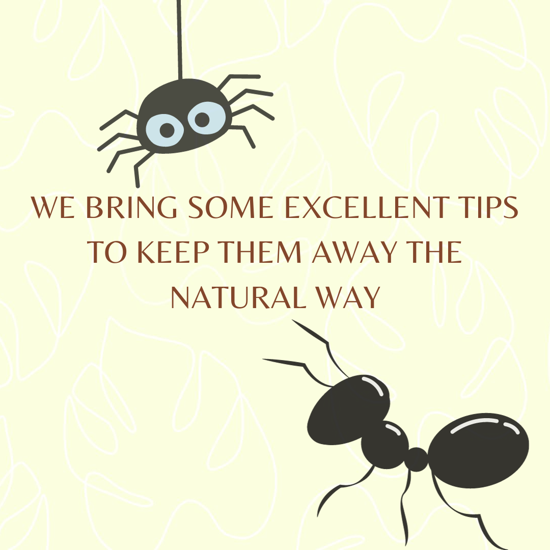 Natural ways to keep ants and spiders away