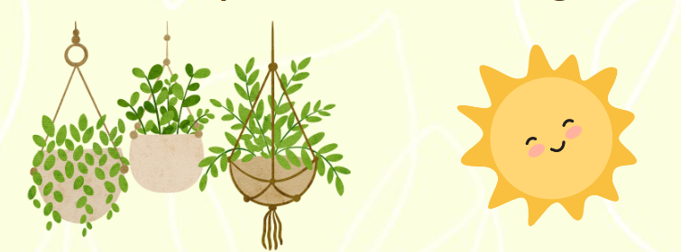 Plants and sunlight for balanced living