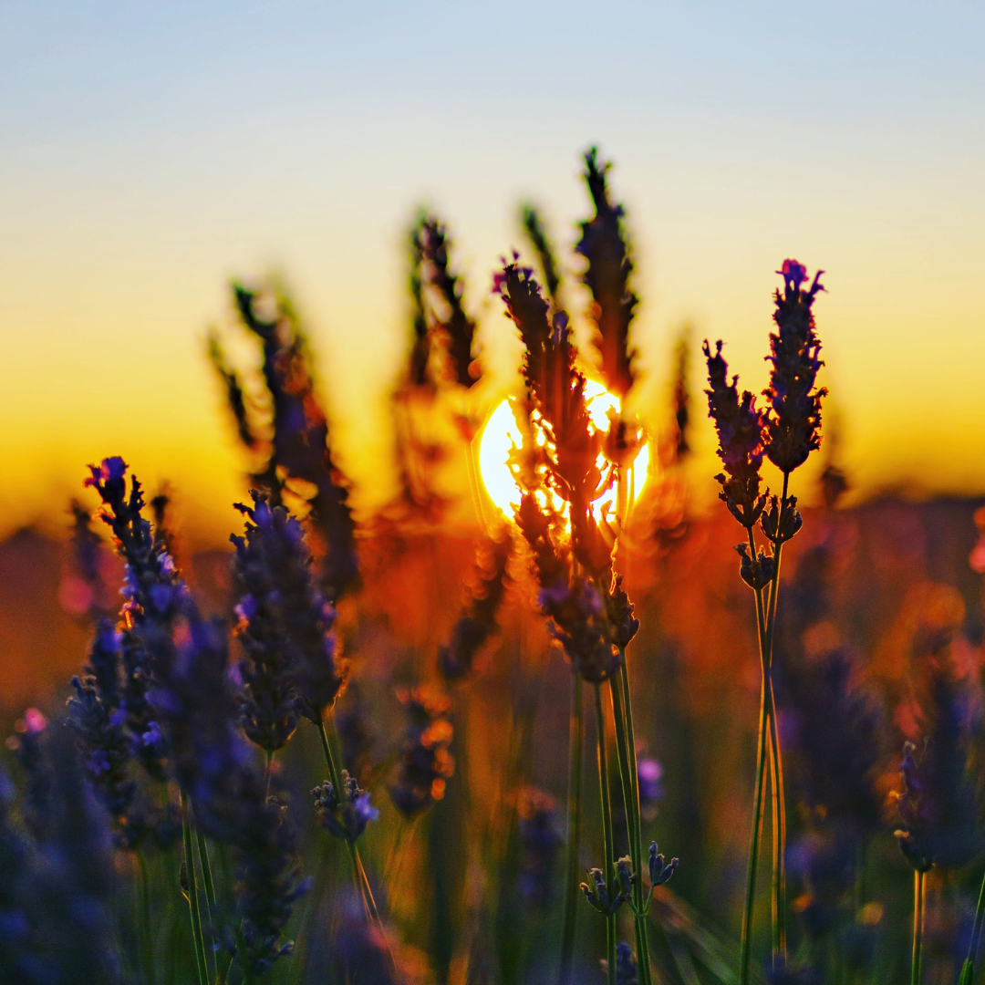 Lavender field at sunset for natural skin care inspiration