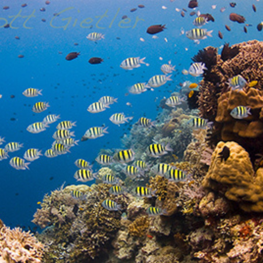 Yoga and Diving